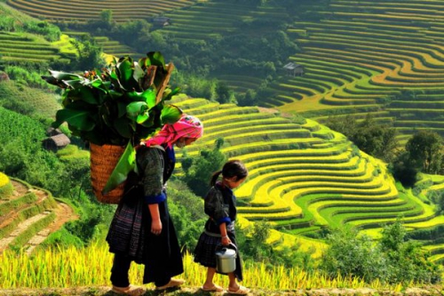 Sapa